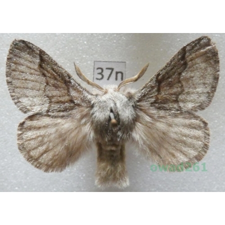 Trichiura crataegi (Linnaeus, 1758) male Czech37n